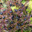 Ripe black huckleberry