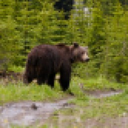 Grizzly bear in upper Elk Valley, BC